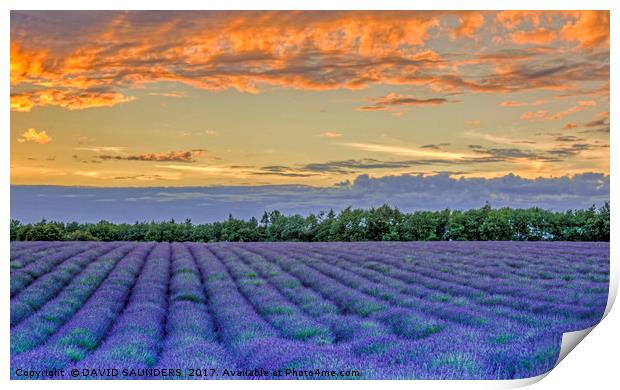 LAVENDER FIELD AT SUNSET Print by DAVID SAUNDERS