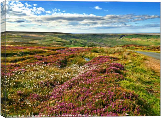 "The North York Moors in full bloom" Canvas Print by ROS RIDLEY
