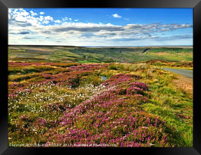 "The North York Moors in full bloom" Framed Print by ROS RIDLEY