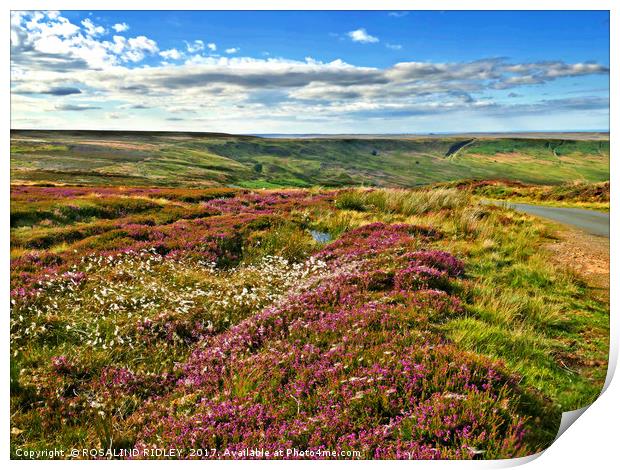 "The North York Moors in full bloom" Print by ROS RIDLEY