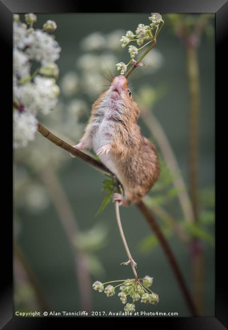Harvest mouse Framed Print by Alan Tunnicliffe