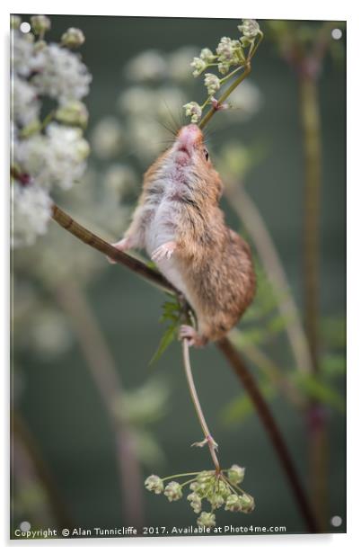 Harvest mouse Acrylic by Alan Tunnicliffe