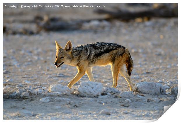 Black-backed jackal, Namibia Print by Angus McComiskey