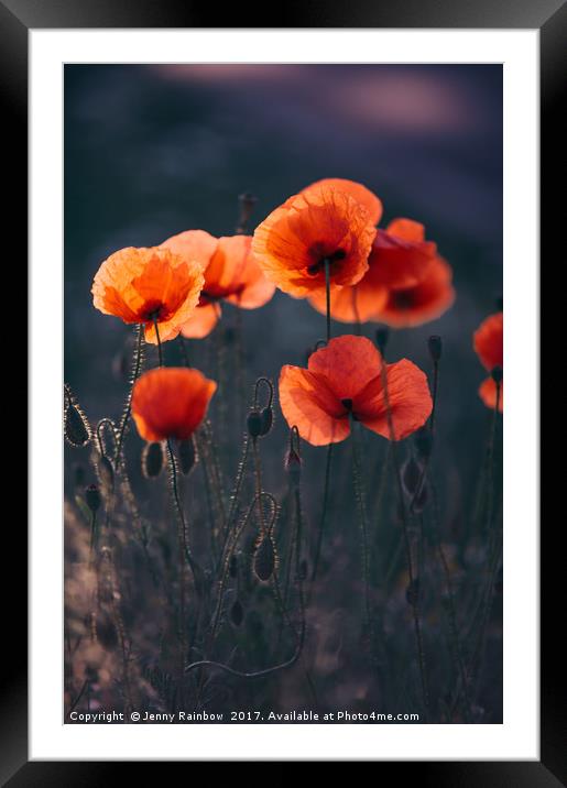 Red Poppies Remembrance Framed Mounted Print by Jenny Rainbow