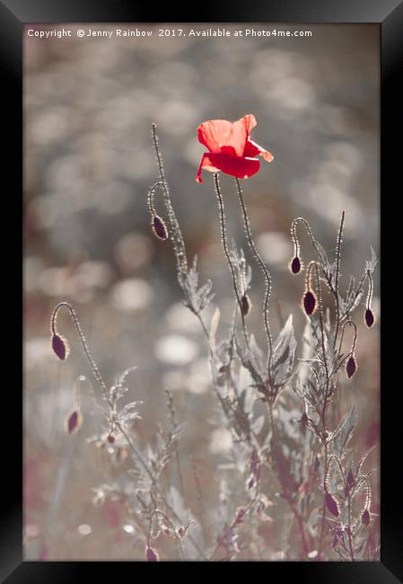 Red Poppy in Silver Grass Framed Print by Jenny Rainbow