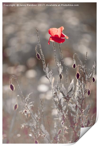 Red Poppy in Silver Grass Print by Jenny Rainbow