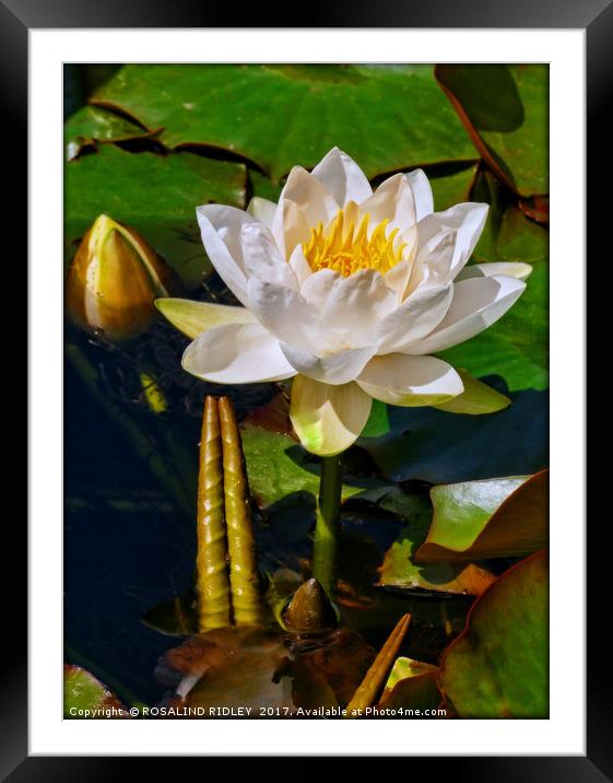 "Portrait of a WaterLIly" Framed Mounted Print by ROS RIDLEY