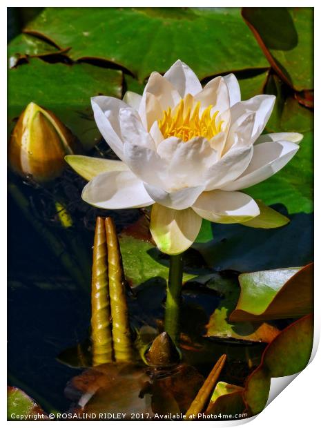 "Portrait of a WaterLIly" Print by ROS RIDLEY