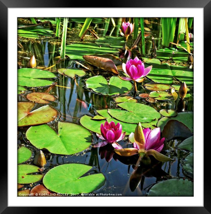 "Idyllic lily pond" Framed Mounted Print by ROS RIDLEY