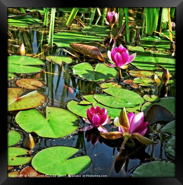 "Idyllic lily pond" Framed Print by ROS RIDLEY