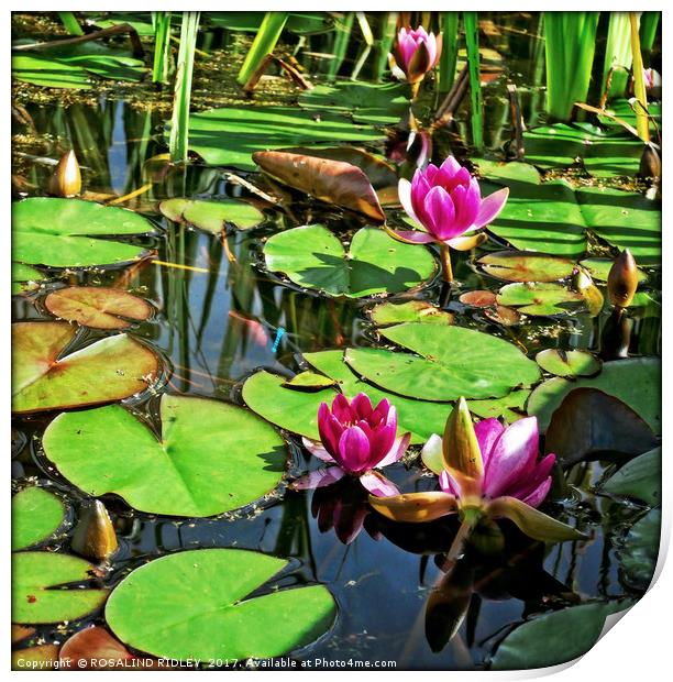 "Idyllic lily pond" Print by ROS RIDLEY