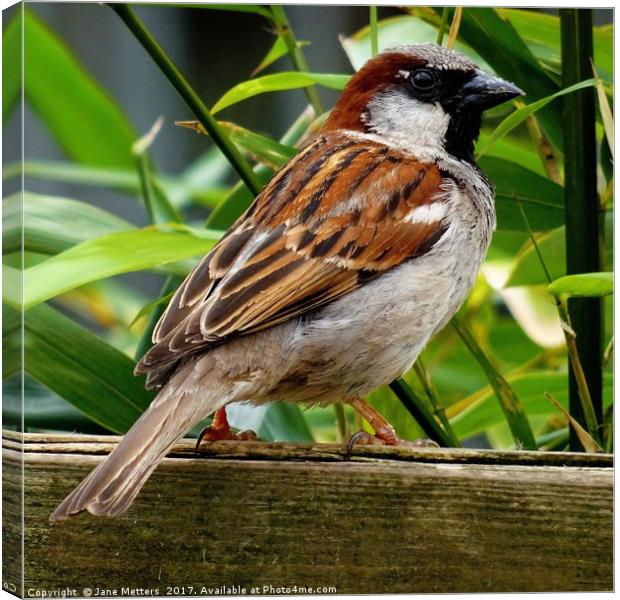 Male House Sparrow  Canvas Print by Jane Metters