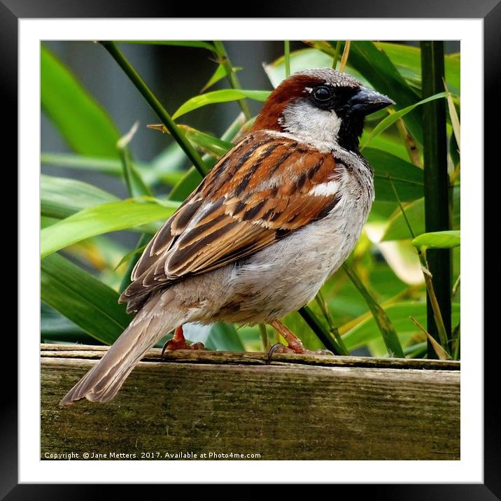 Male House Sparrow  Framed Mounted Print by Jane Metters