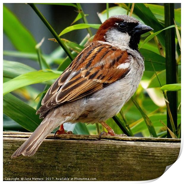 Male House Sparrow  Print by Jane Metters