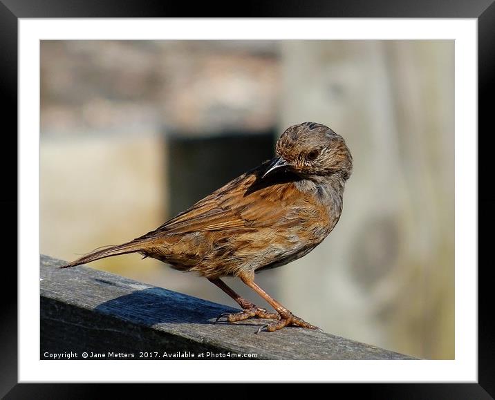        A Dunnock on the Fence                     Framed Mounted Print by Jane Metters