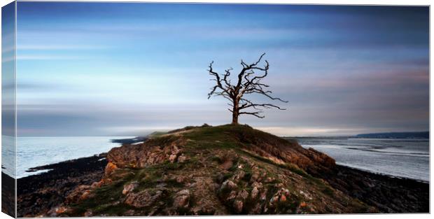 Solitary Tree Canvas Print by mark leader