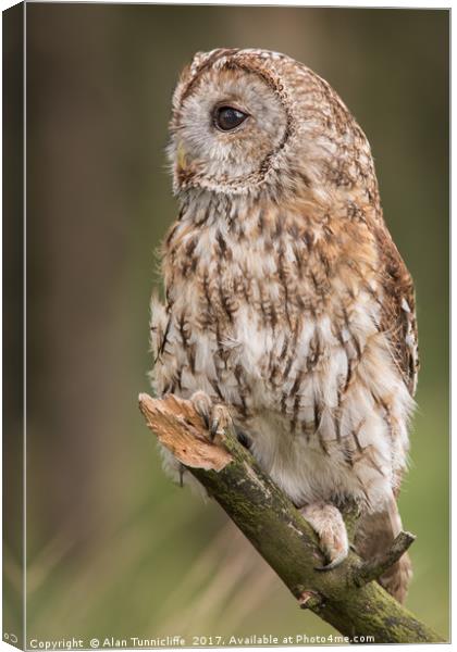 Tawny owl Canvas Print by Alan Tunnicliffe