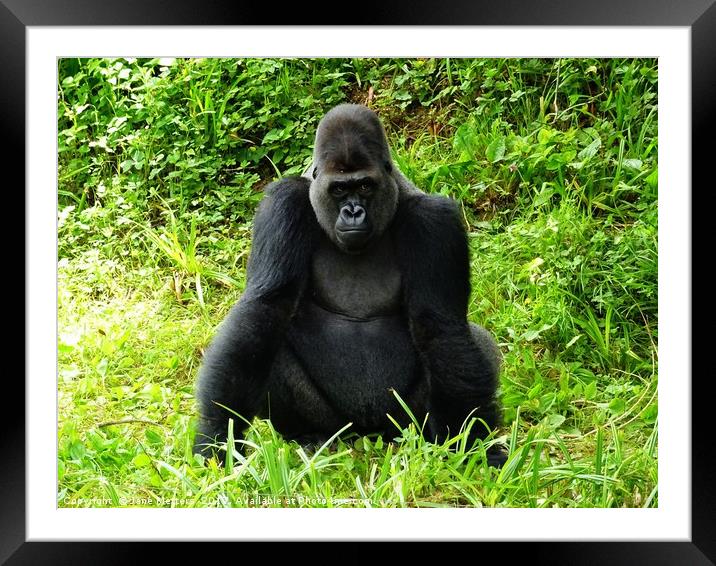 Gorilla                           Framed Mounted Print by Jane Metters