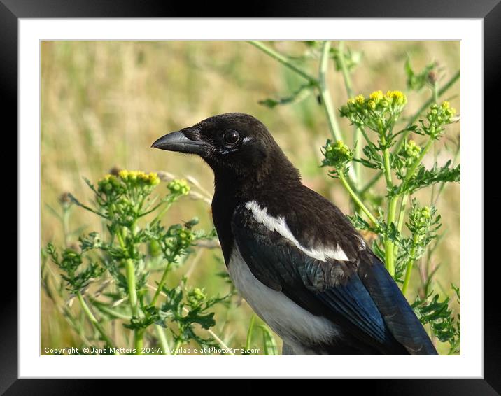          Magpie                       Framed Mounted Print by Jane Metters
