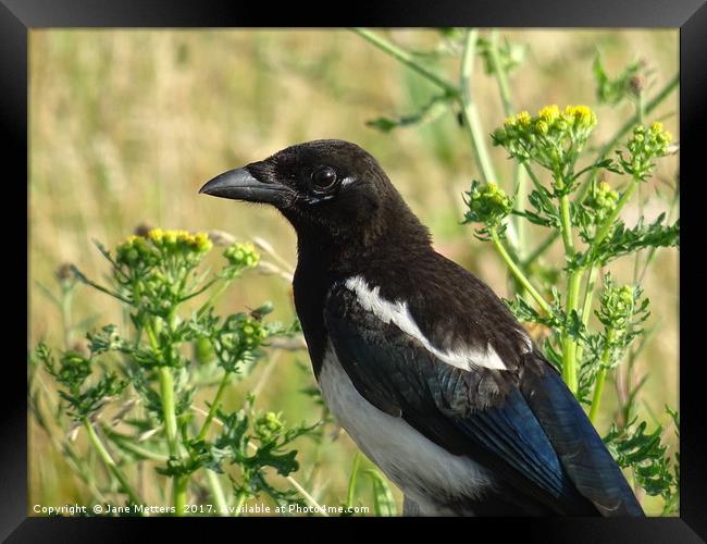          Magpie                       Framed Print by Jane Metters