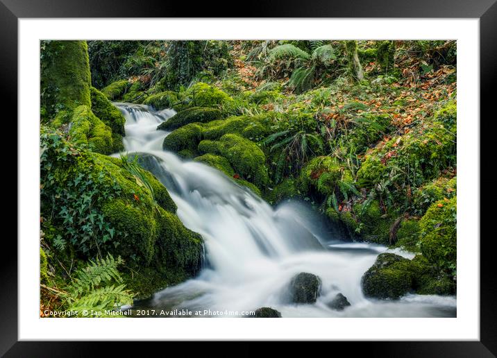Forest Treasures   Framed Mounted Print by Ian Mitchell