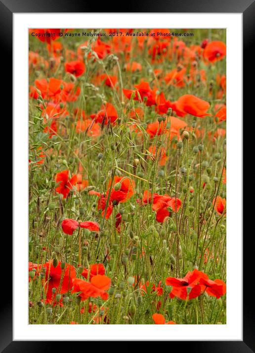 Poppies Framed Mounted Print by Wayne Molyneux