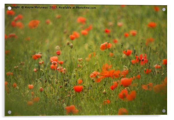 Worcestershire Poppy Field Acrylic by Wayne Molyneux