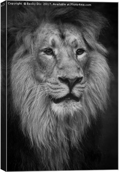 The King. Canvas Print by Becky Dix