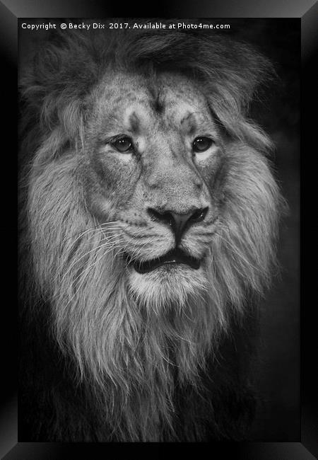 The King. Framed Print by Becky Dix