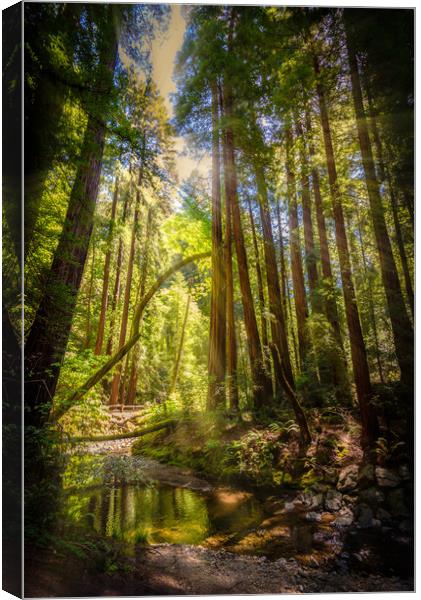 Sunlit Woodland Stream Canvas Print by Gareth Burge Photography