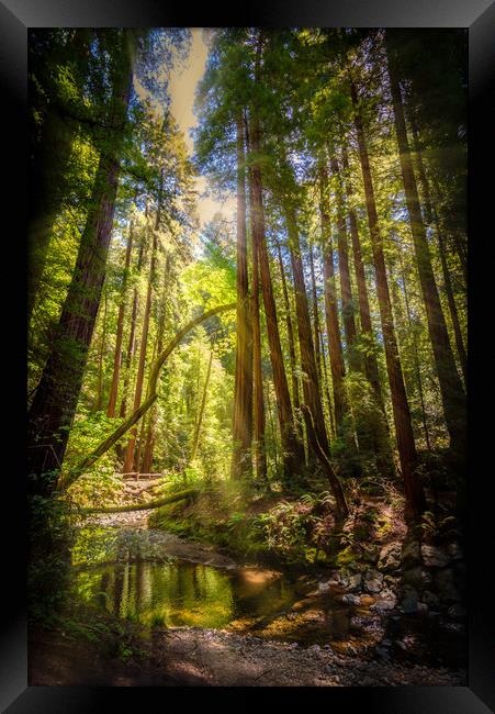 Sunlit Woodland Stream Framed Print by Gareth Burge Photography