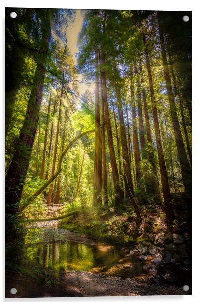 Sunlit Woodland Stream Acrylic by Gareth Burge Photography