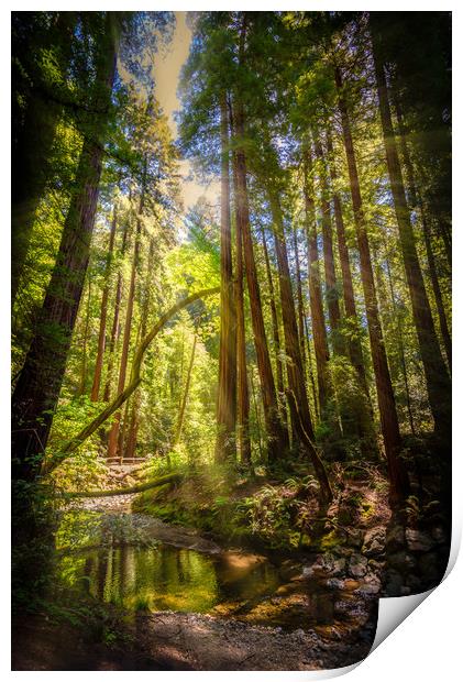 Sunlit Woodland Stream Print by Gareth Burge Photography