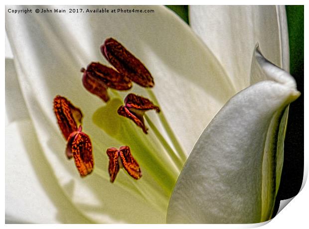 White Lily (Digital Art) Print by John Wain