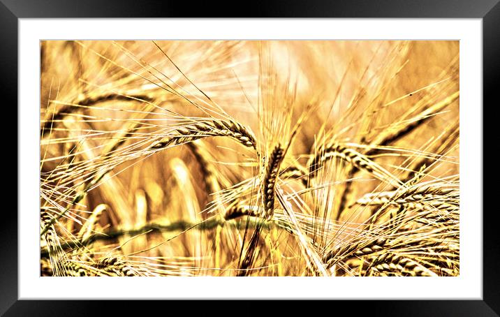 wheat Framed Mounted Print by keith sutton