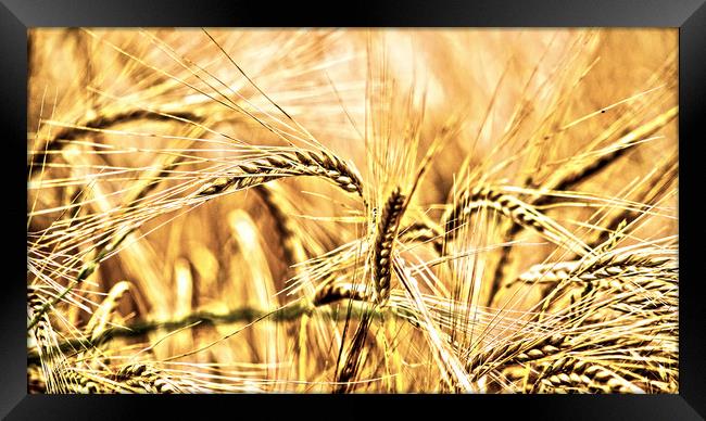 wheat Framed Print by keith sutton