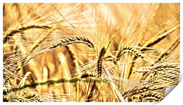 wheat Print by keith sutton