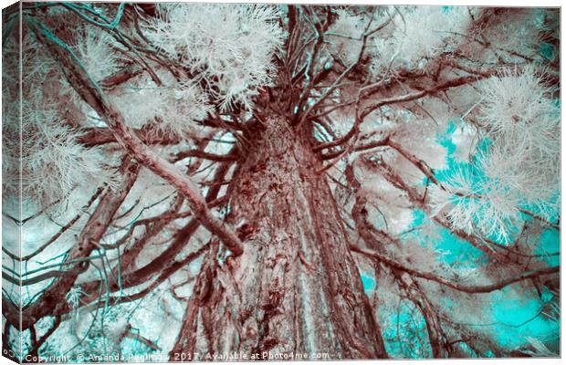 Infrared Tree Canvas Print by Amanda Peglitsis