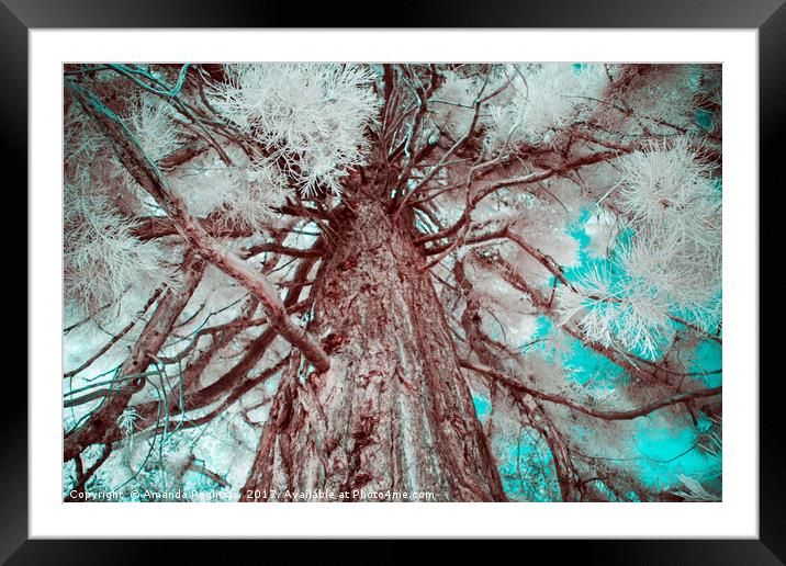 Infrared Tree Framed Mounted Print by Amanda Peglitsis