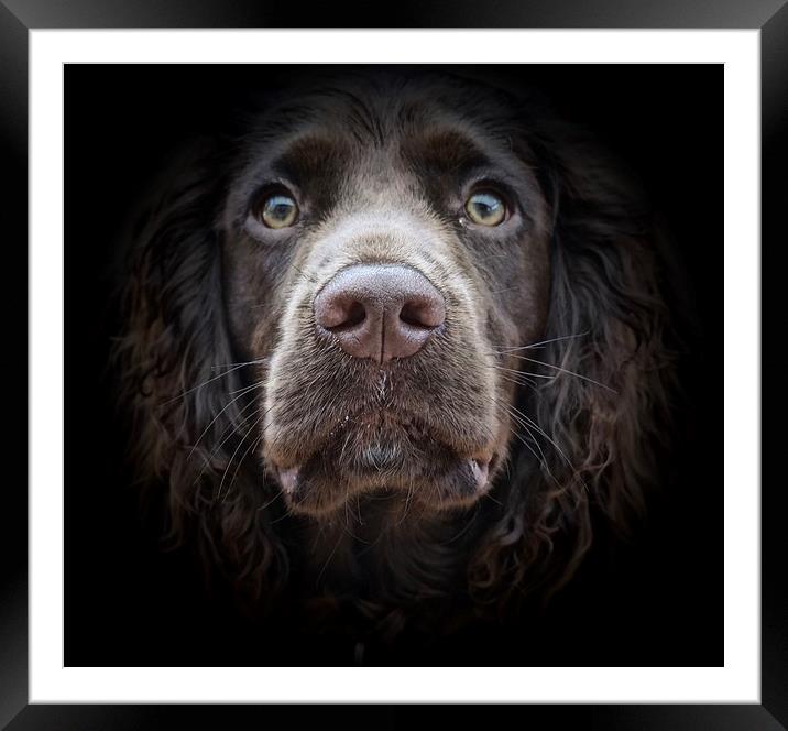 Chocolate English Cocker Spaniel                   Framed Mounted Print by Sue Bottomley