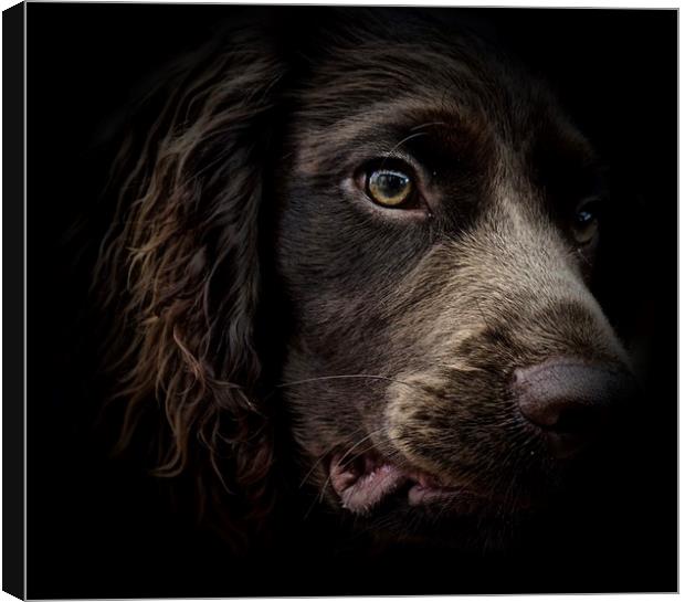 The face of seven month old English Cocker Spaniel Canvas Print by Sue Bottomley