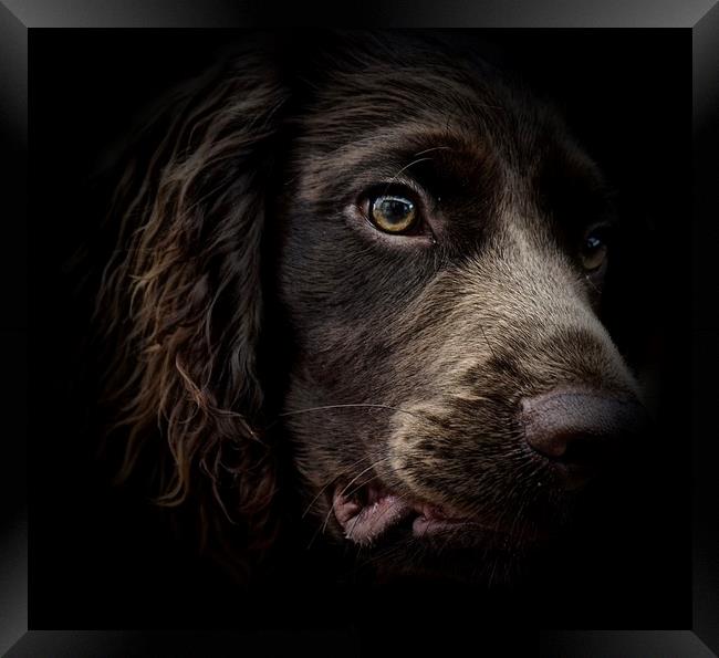 The face of seven month old English Cocker Spaniel Framed Print by Sue Bottomley