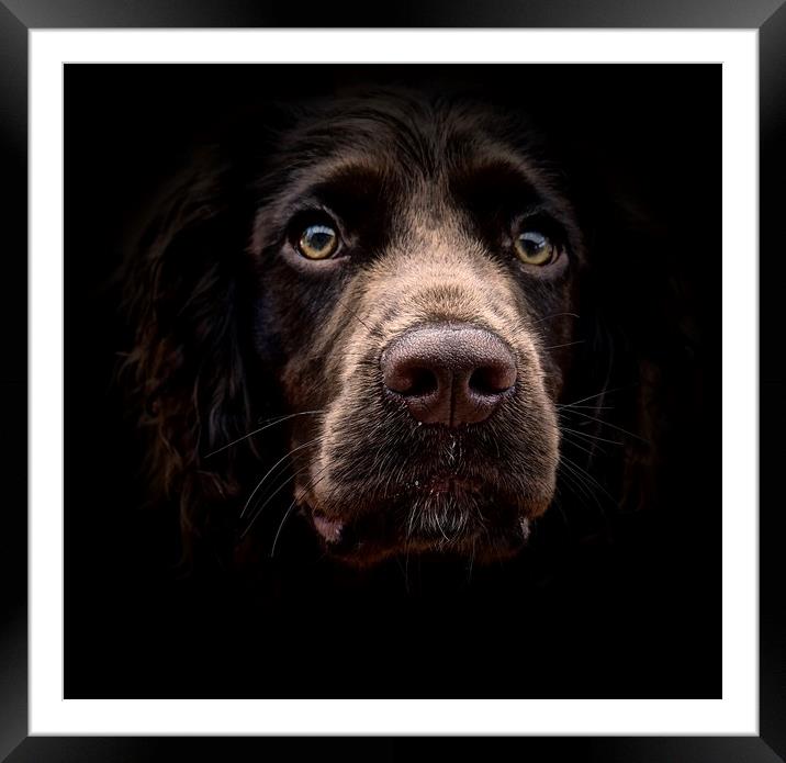 Face Of A English Cocker Spaniel Puppy             Framed Mounted Print by Sue Bottomley