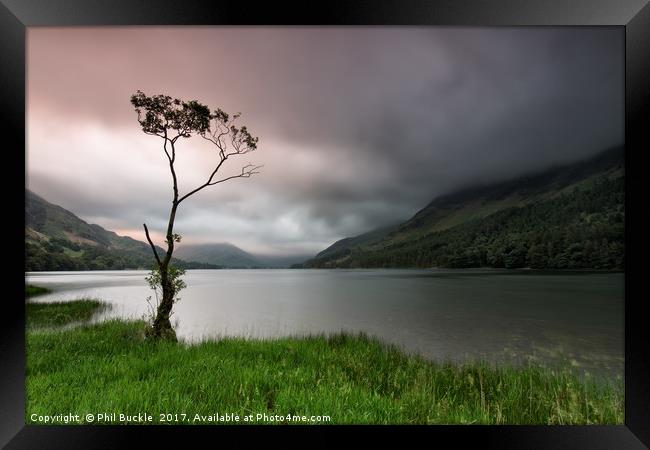 Buttermere Lone Tree Dawn Framed Print by Phil Buckle