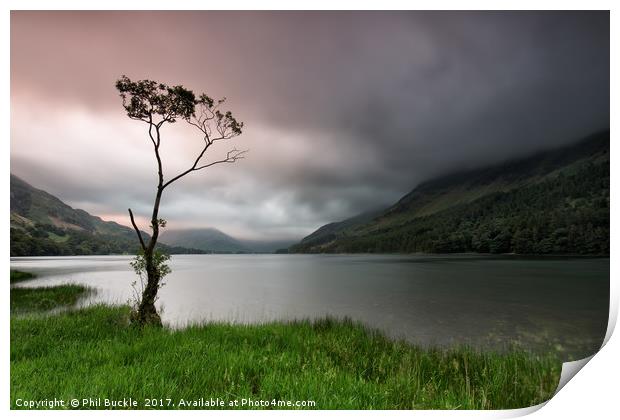 Buttermere Lone Tree Dawn Print by Phil Buckle