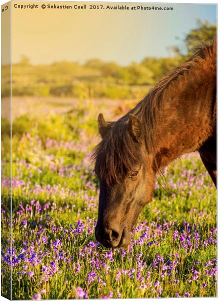 A pony eats the grass at emsworhty common on Dartm Canvas Print by Sebastien Coell