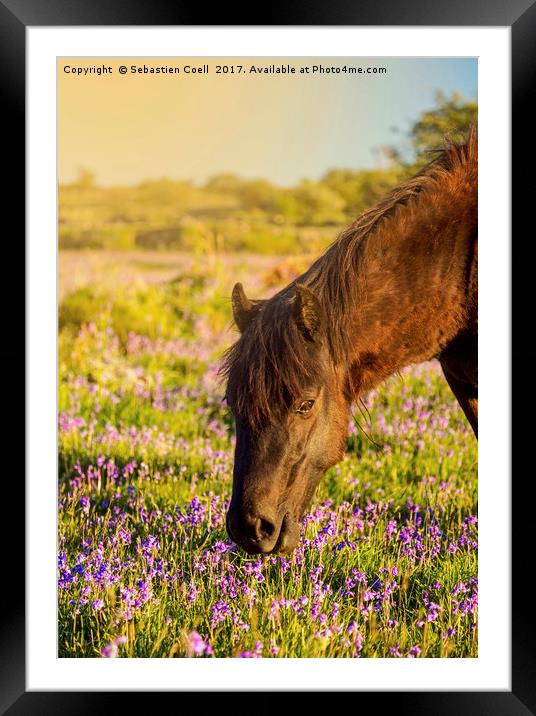 A pony eats the grass at emsworhty common on Dartm Framed Mounted Print by Sebastien Coell