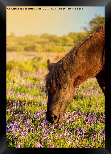 A pony eats the grass at emsworhty common on Dartm Framed Print by Sebastien Coell