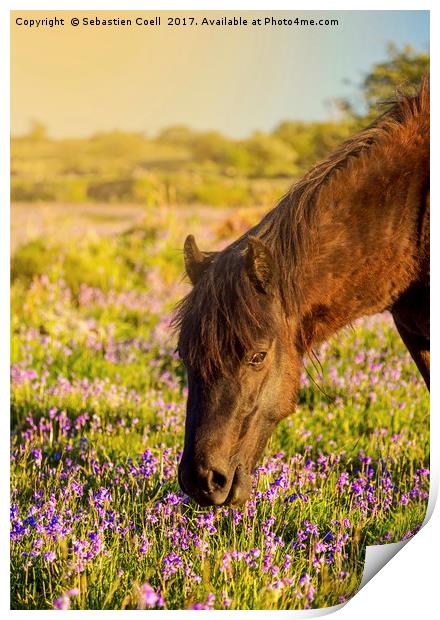 A pony eats the grass at emsworhty common on Dartm Print by Sebastien Coell