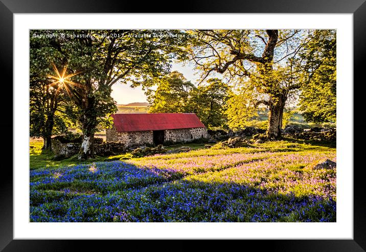 The Bluebells at Emsworthy common on the Dartmoor  Framed Mounted Print by Sebastien Coell